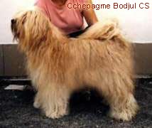 Cchepagme Bodjul CS